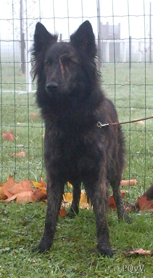 Gravin Grapphje van de Rozeborgh 